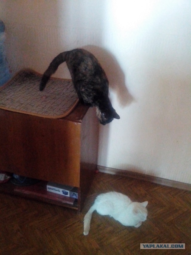 Кошачий Hardcore