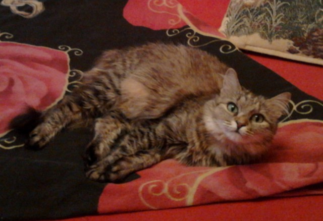 Котовторник 31.03.2015