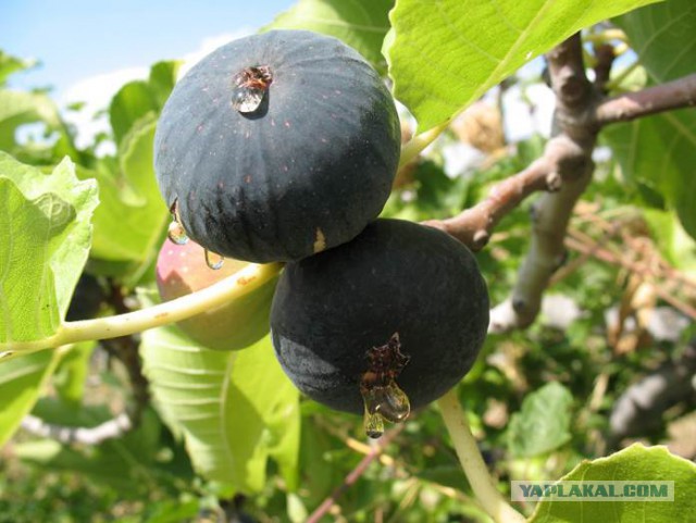 Как выглядят 19 популярных продукта