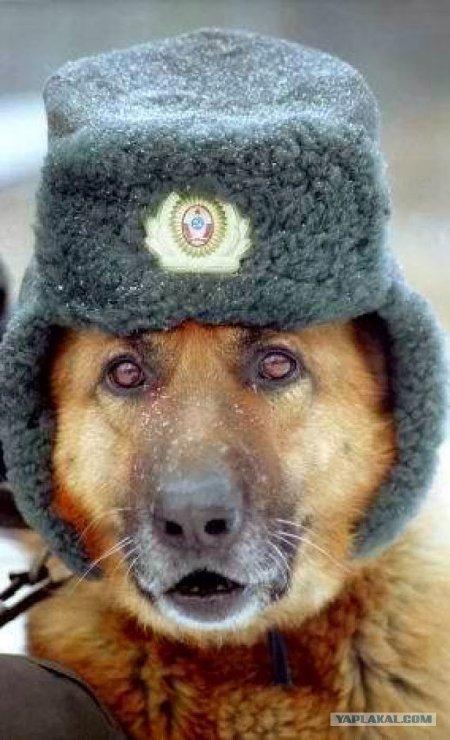 Они не откосили. Да тогда это и не модно было