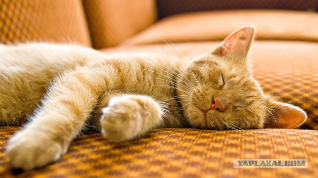 Котовторник однако