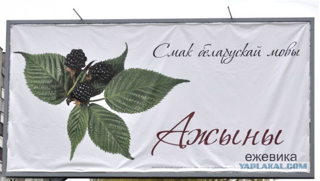 О белорусском языке
