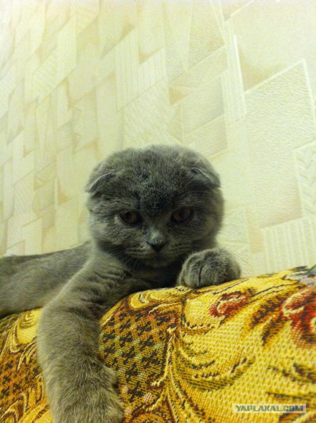 Пост невероятной кошачьей красоты. 25 фот.