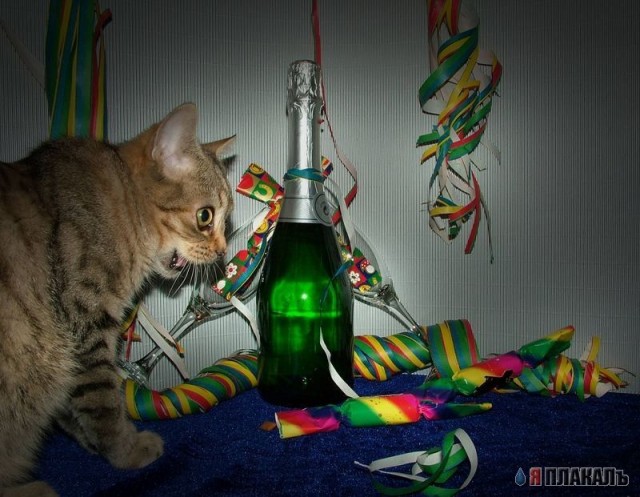 Коты, кошки, котята