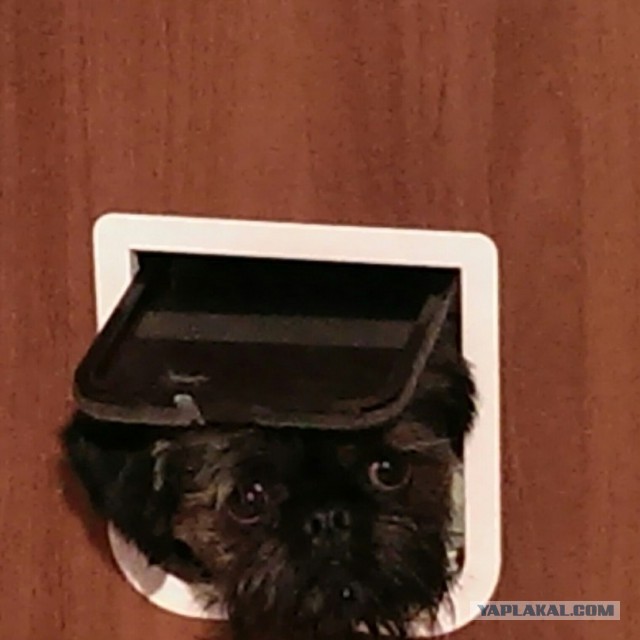 Лаз для кошки