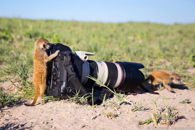 Животные и фотоаппарат