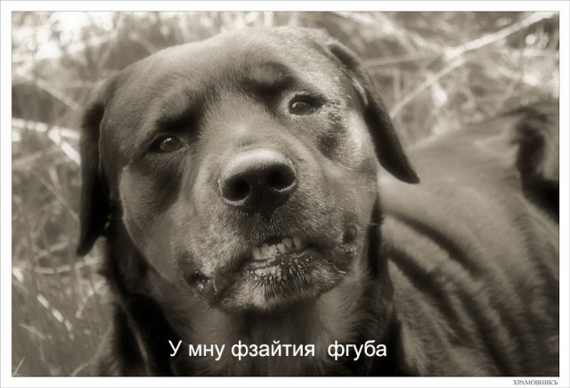 СОБАКИ и ЩЕНКИ. Все про собак!
