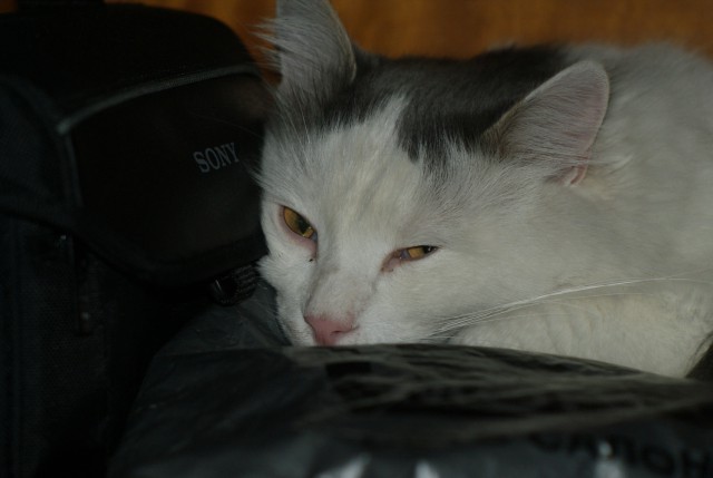 КотоВторник 26.04.2016