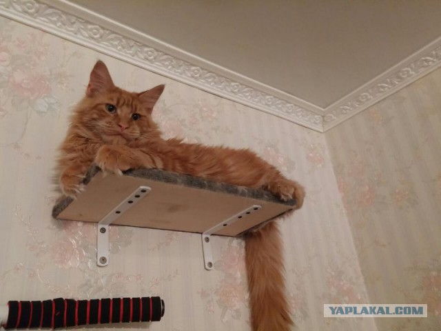 Котовторник 07.06.2016