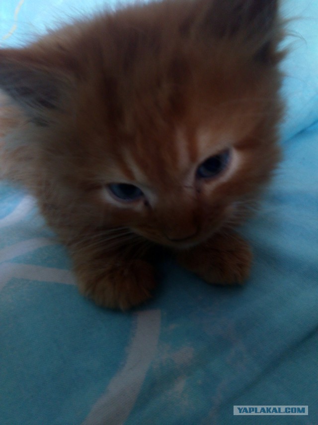 Мой зевающий кот