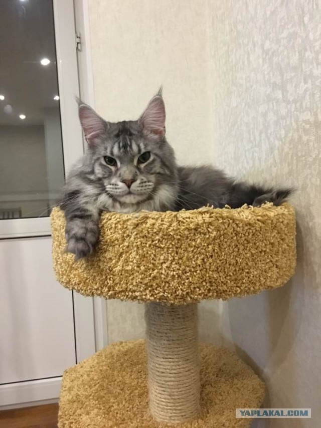 Котовторник 27.12.2016