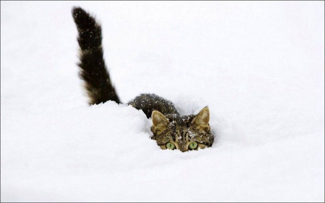 Котовторник 10.01.2017