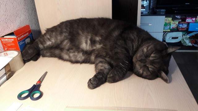 Котовторник  14.02.2017