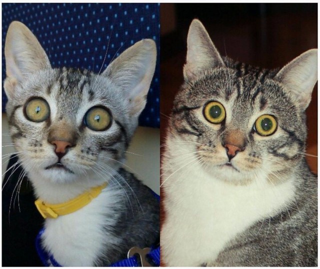 Коты и Кошки
