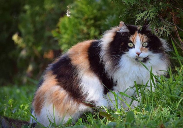 Коты и Кошки