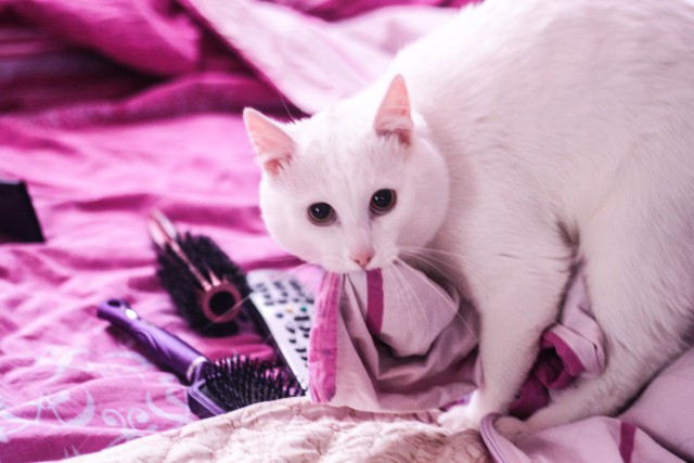 Коты и Кошки