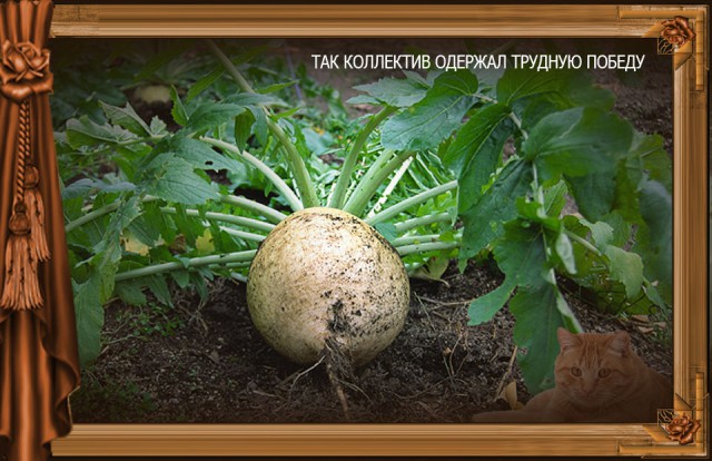 Сказка Репка диафильм (к котовторнику)