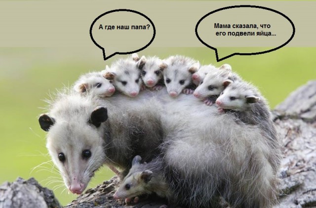 Страшная смерть опоссума