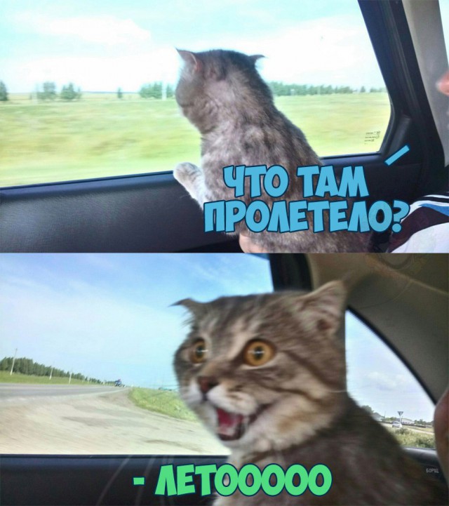 Коты и Кошки