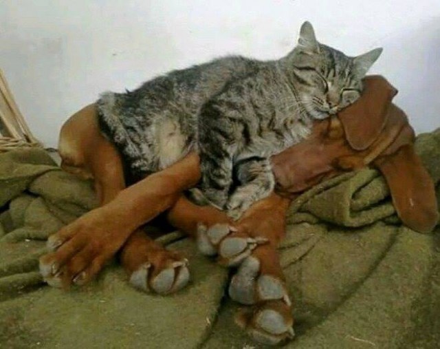 24 кота, которые подняли дерзость на новый уровень
