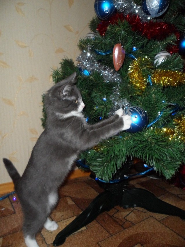 Коты и Кошки