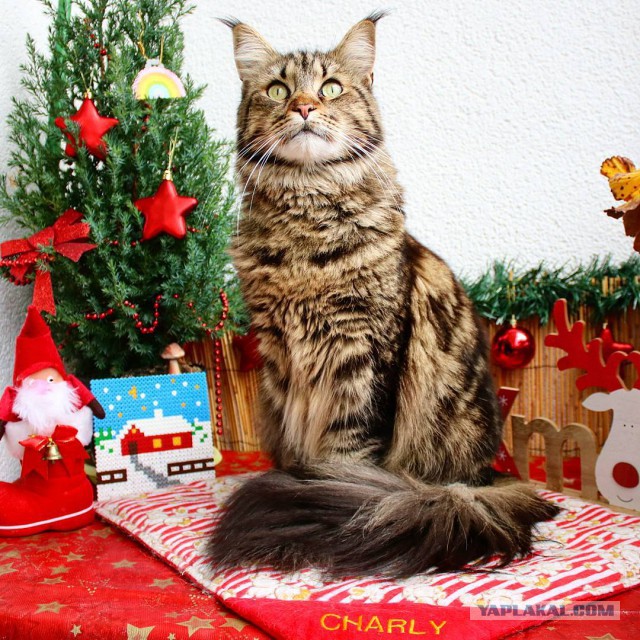Котовторник 12.12.2017