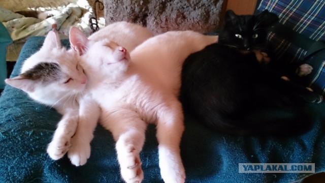 Котовторник  23.01.2018