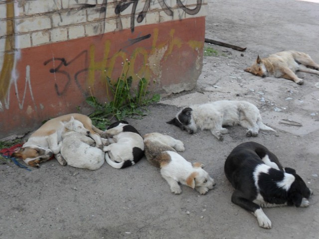 Живность из сети