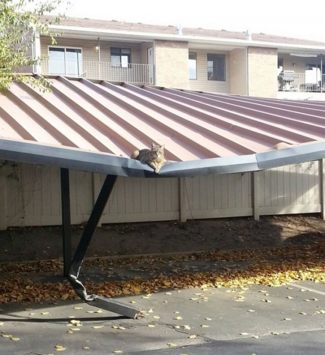 Прикольных котов пост