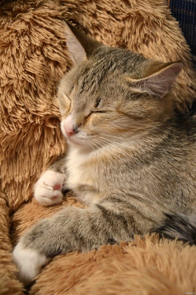 It's Catursday Fever! (Котовторник)