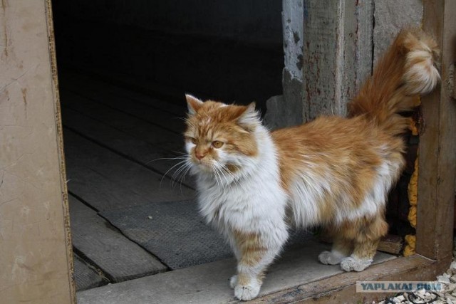 Котовторник уже сегодня!