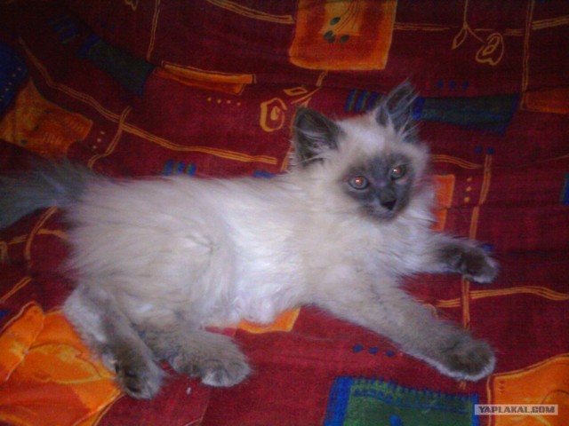 Котовторник  07.06.11