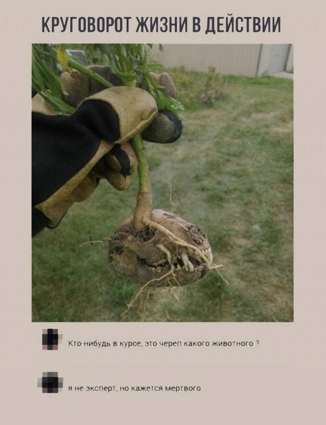 Не очень адекватный юмор