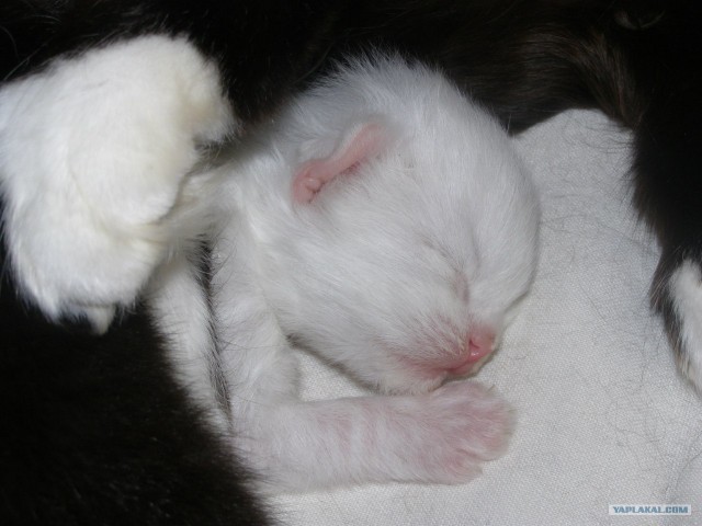 Котовторник 17.04.2012
