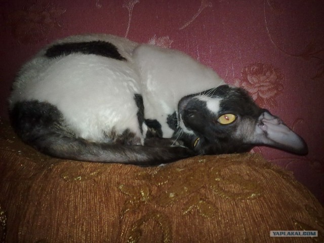 Котовторник на 26.06.12