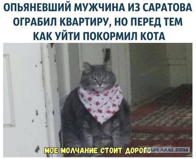 Подборка картинок с котами и про котов