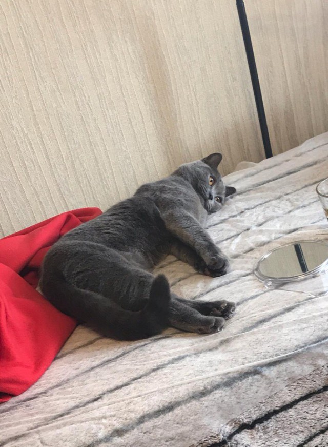 Забавные фото котеек