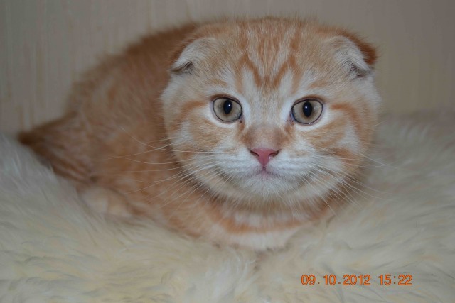 Котовторник  16.10.12