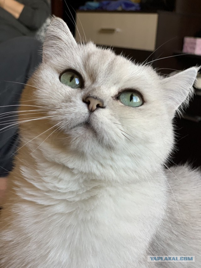 Котовторник 19.02.2019