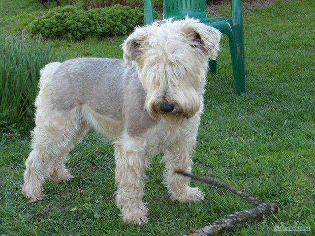 Собакочетверг