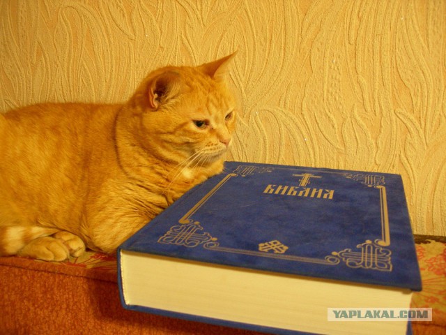 Котовторник 19.03.2019