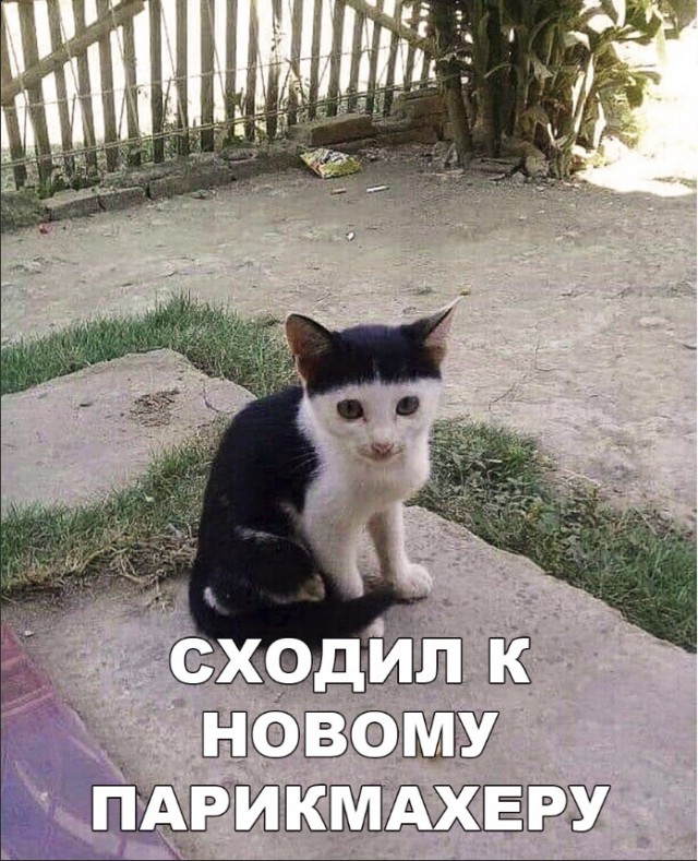 Забавные фото котеек