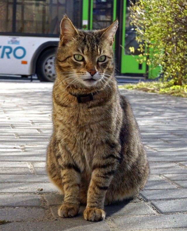 Дикий котовторник 16.04.19
