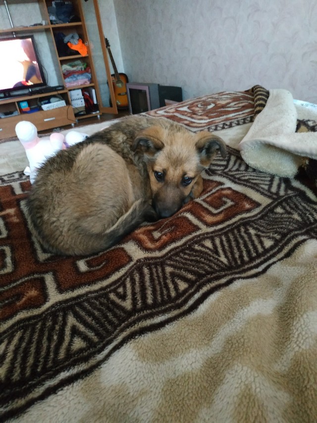 Живность из сети