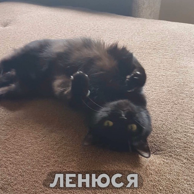 Забавные фото котеек