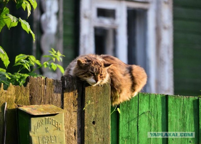 Картинки с котами и про котов