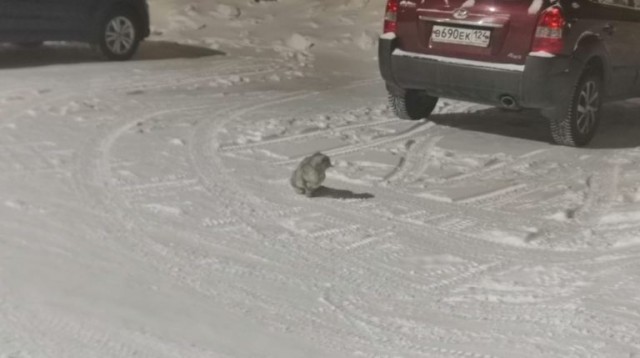 В тридцатиградусный мороз на улице сидела испуганная кошка. Или как обрести члена семьи в новом году