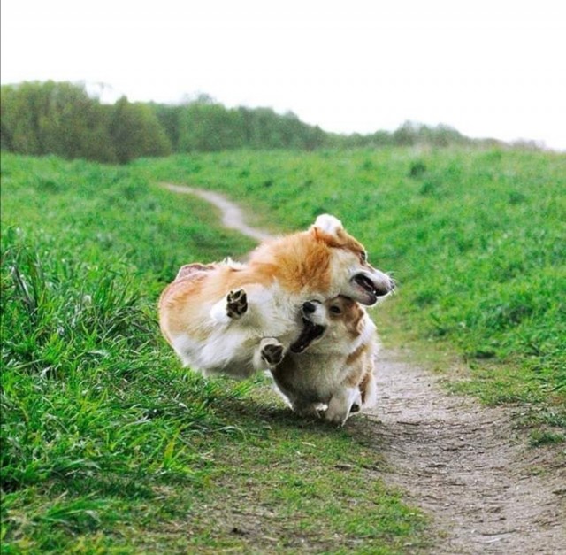 Зверушки