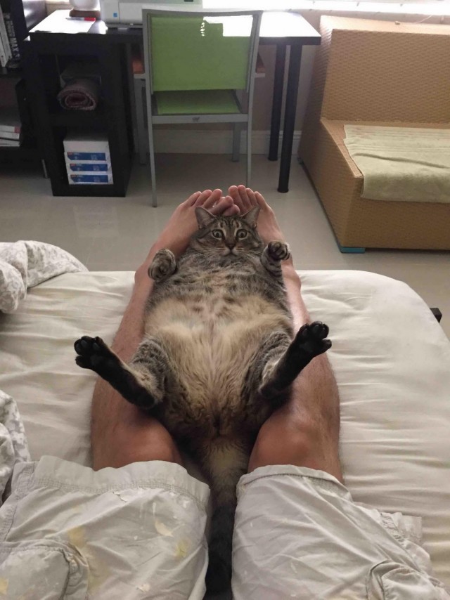 Эти забавные животные
