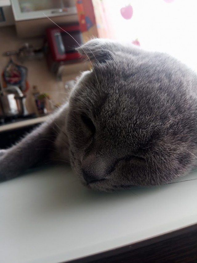 Котовторник?! Коты во вторник!